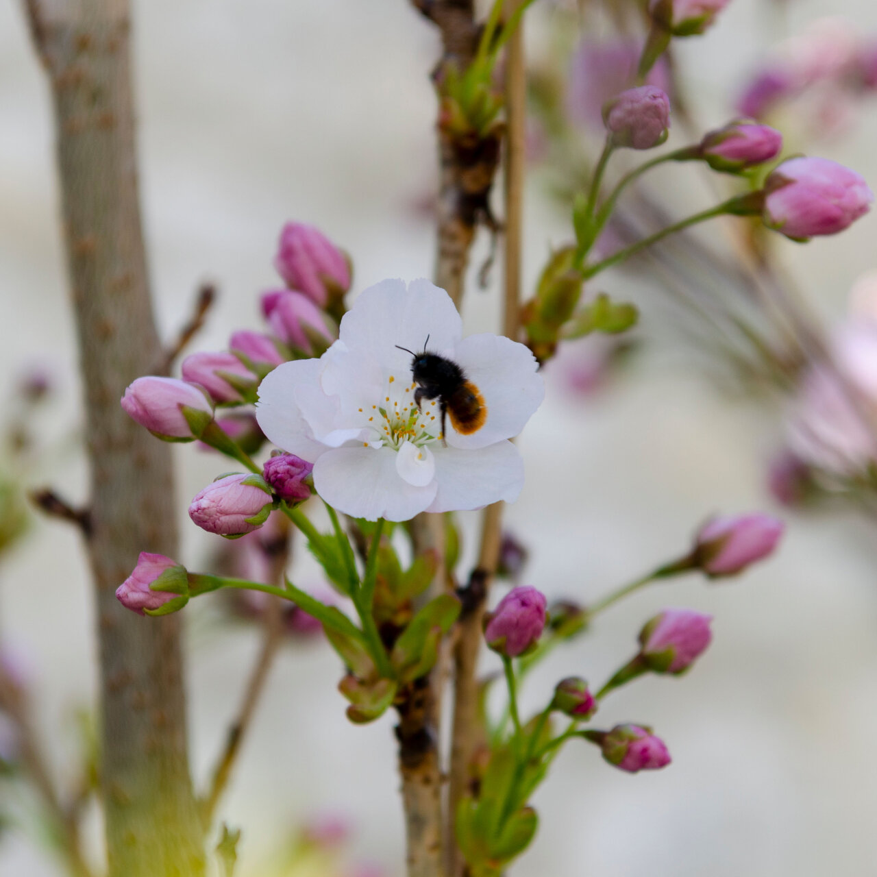 LÜCHTENHOF - Biene im Flug auf Knospe an einem Zweig