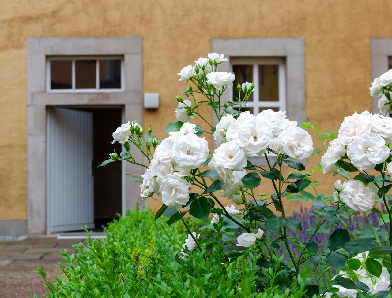 LÜCHTENHOF - Weiße Rosen vor offener Tür im Kapitelhof