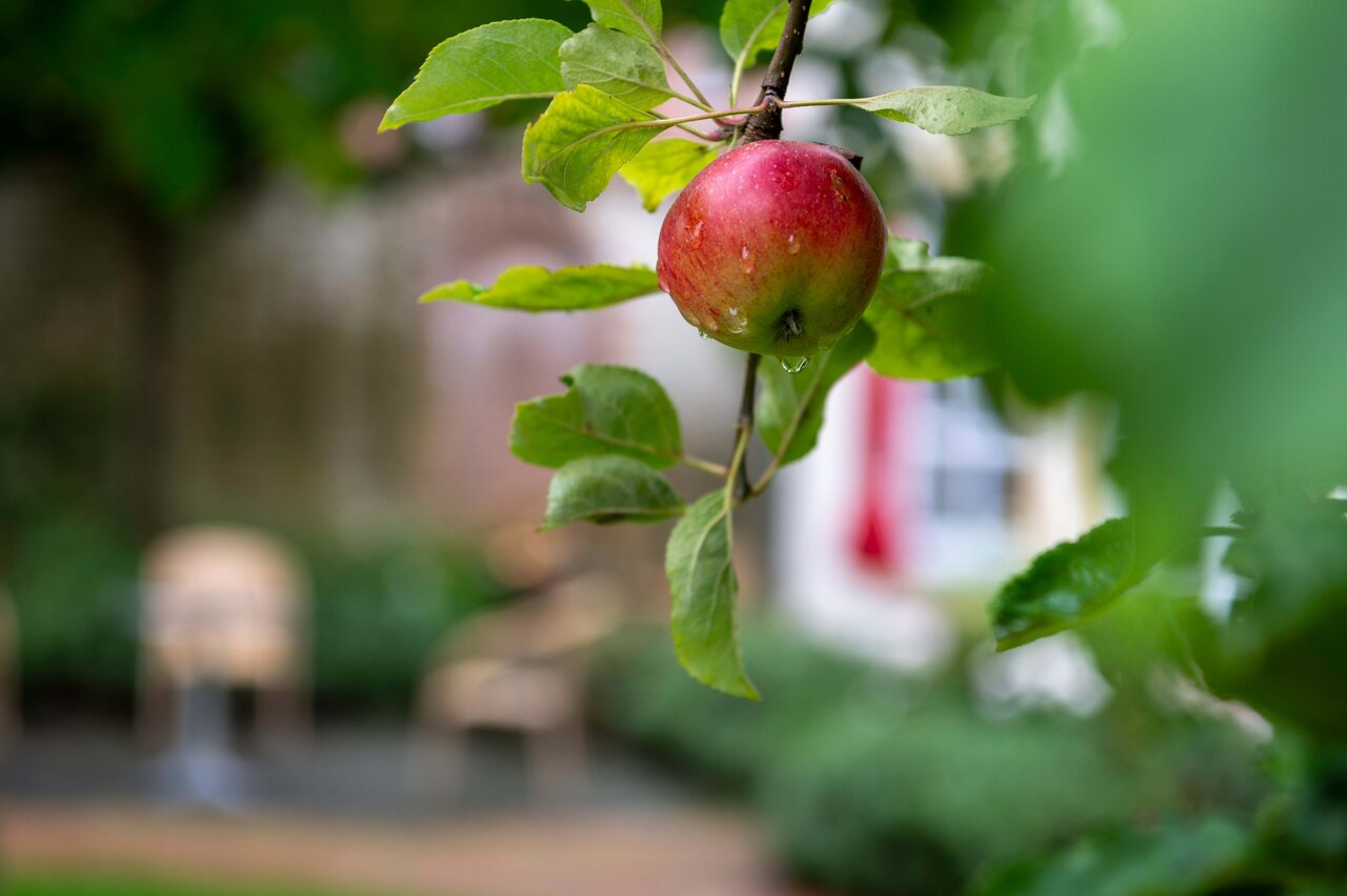LÜCHTENHOF - Hofgarten - Apfel mit Regentropfen