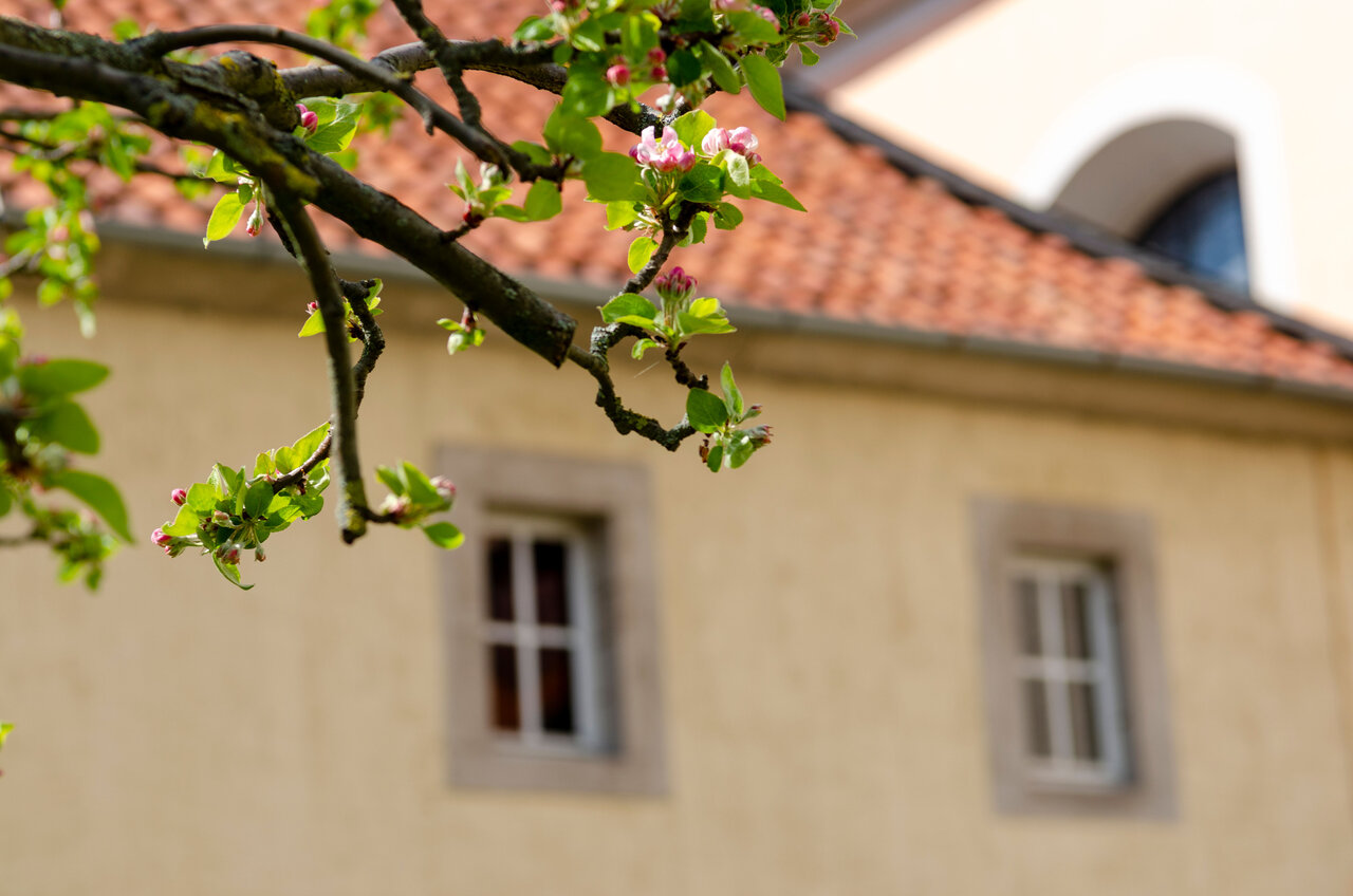 LÜCHTENHOF - Hofgarten - Zweige mit Knospen und vor Altbau