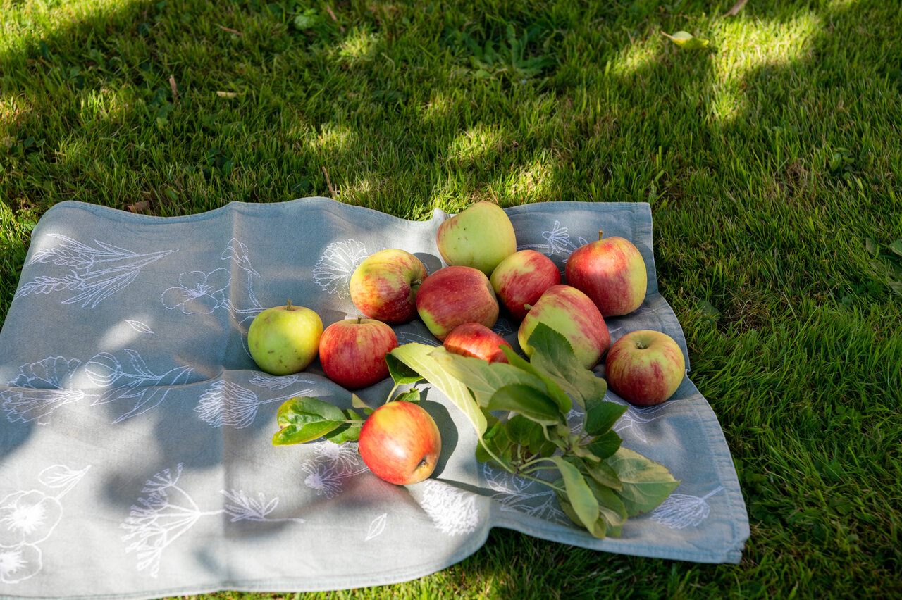 LÜCHTENHOF - Gepflückte Äpfel auf Tuch im Hofgarten