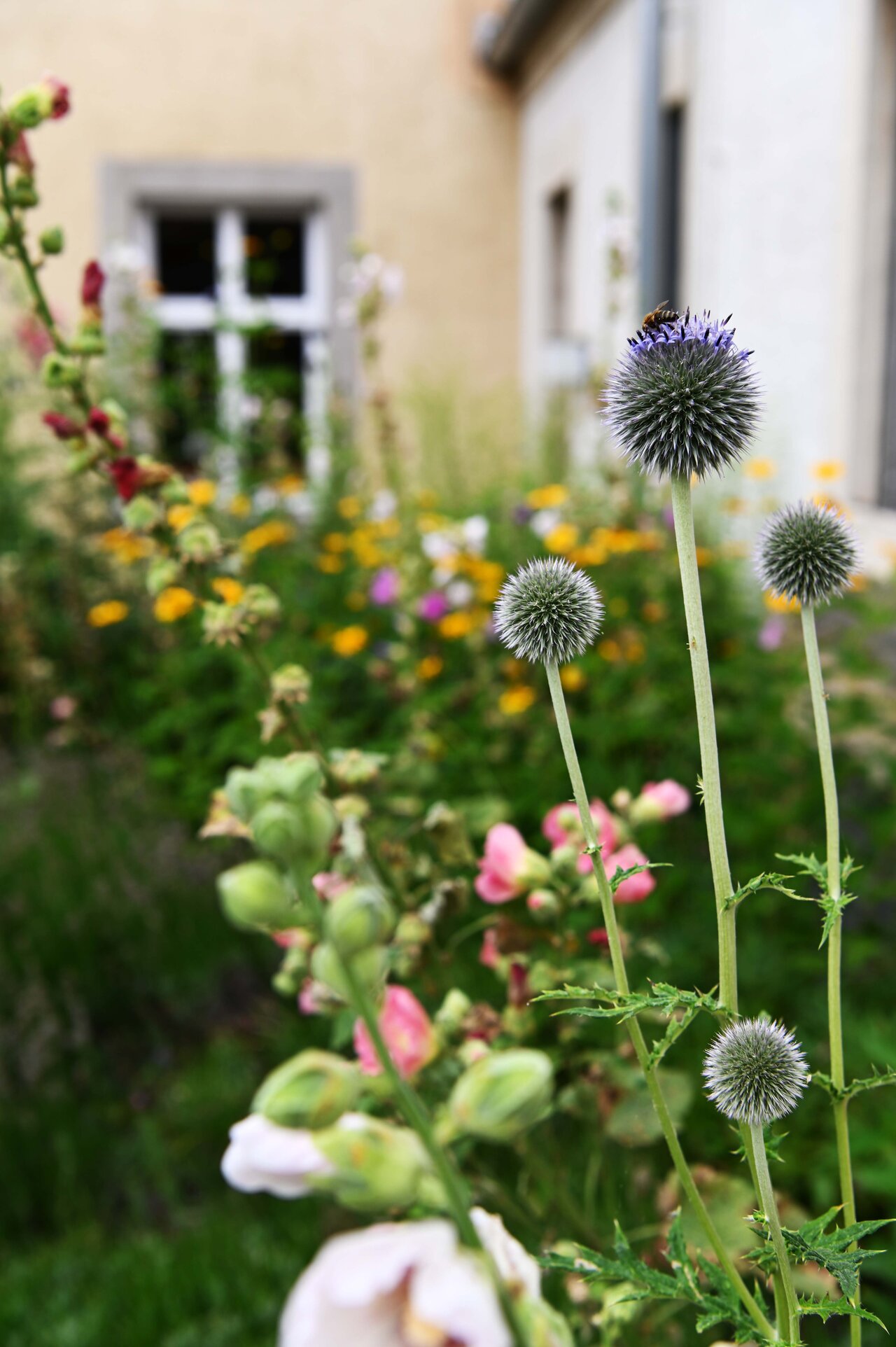 LÜCHTENHOF - Hofgarten - Biene auf Distel