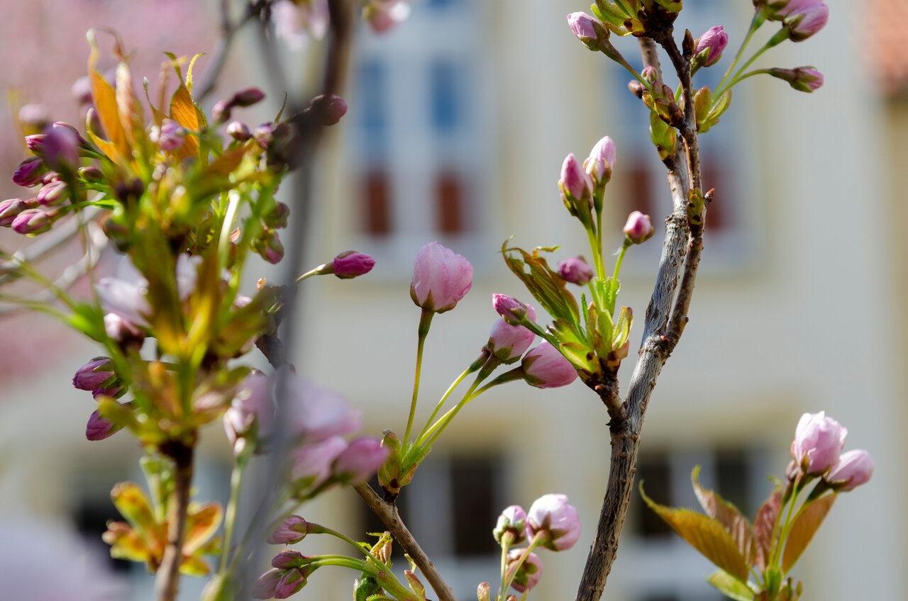 LÜCHTENHOF - Hofgarten - Zweige mit Knospen vor Speisesaal