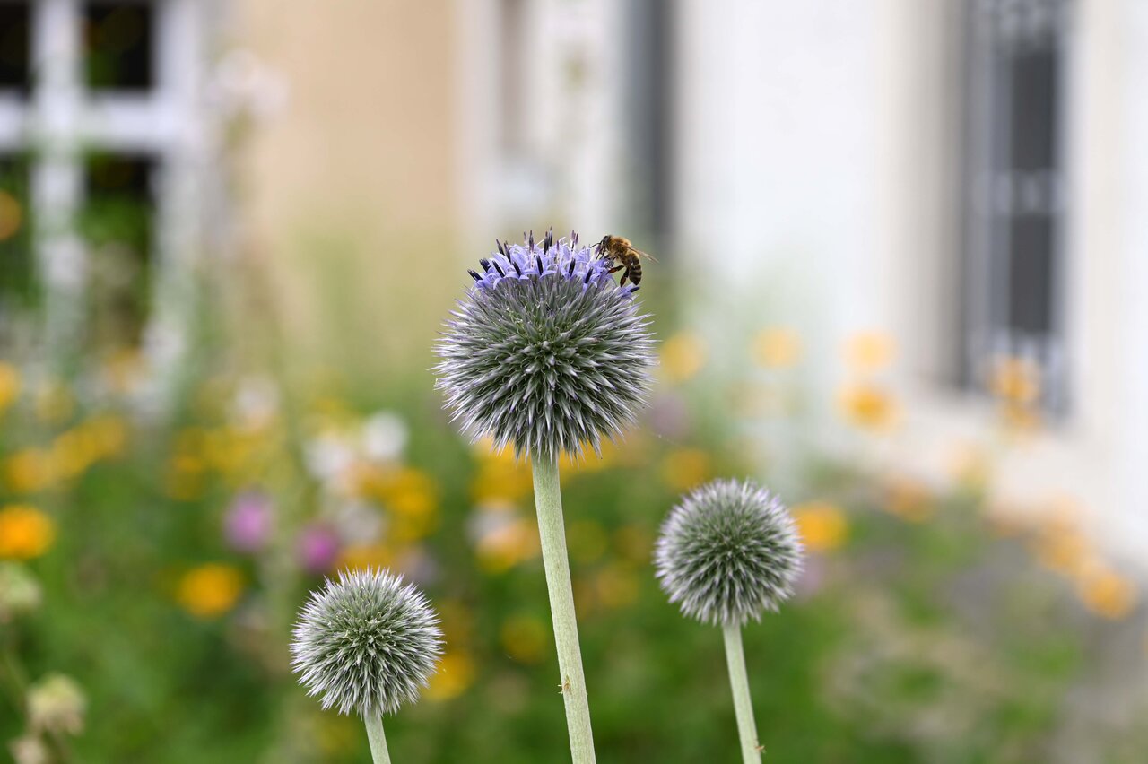 LÜCHTENHOF - Hofgarten - Blumen mit Biene