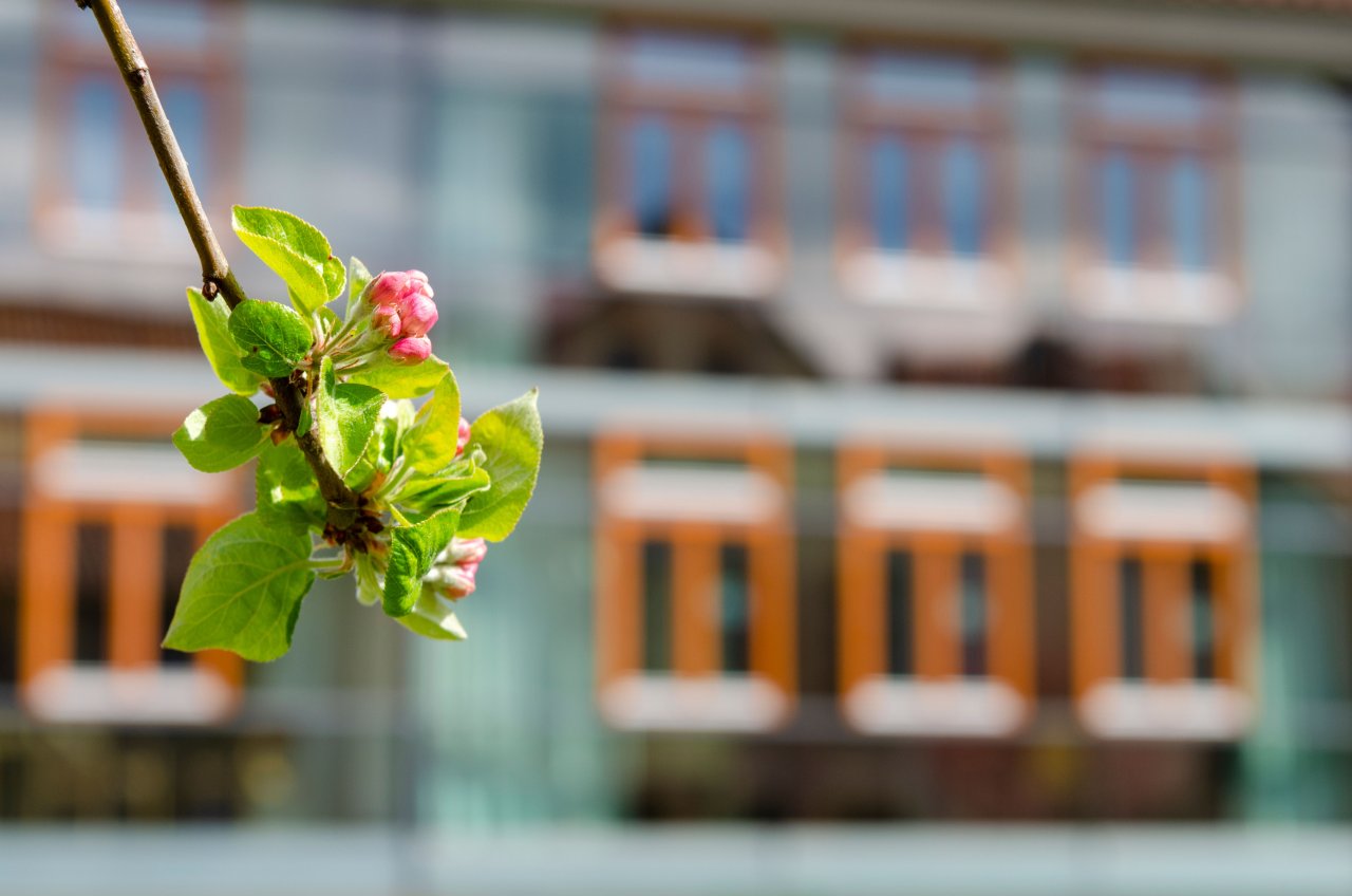 LÜCHTENHOF - Hofgarten - Zweige mit Knospen vor Neubau