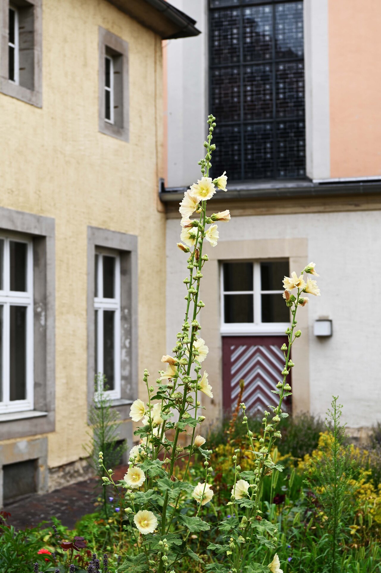 LÜCHTENHOF - Hofgarten - Gelbe Stockrosen und Blick auf alte Tür