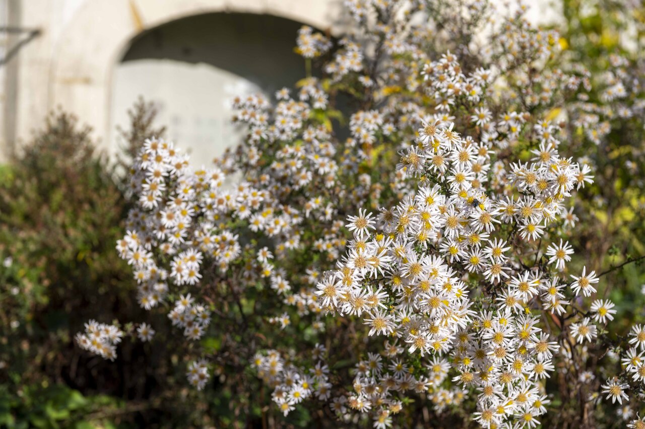 LÜCHTENHOF - Hofgarten - Herbstblumen