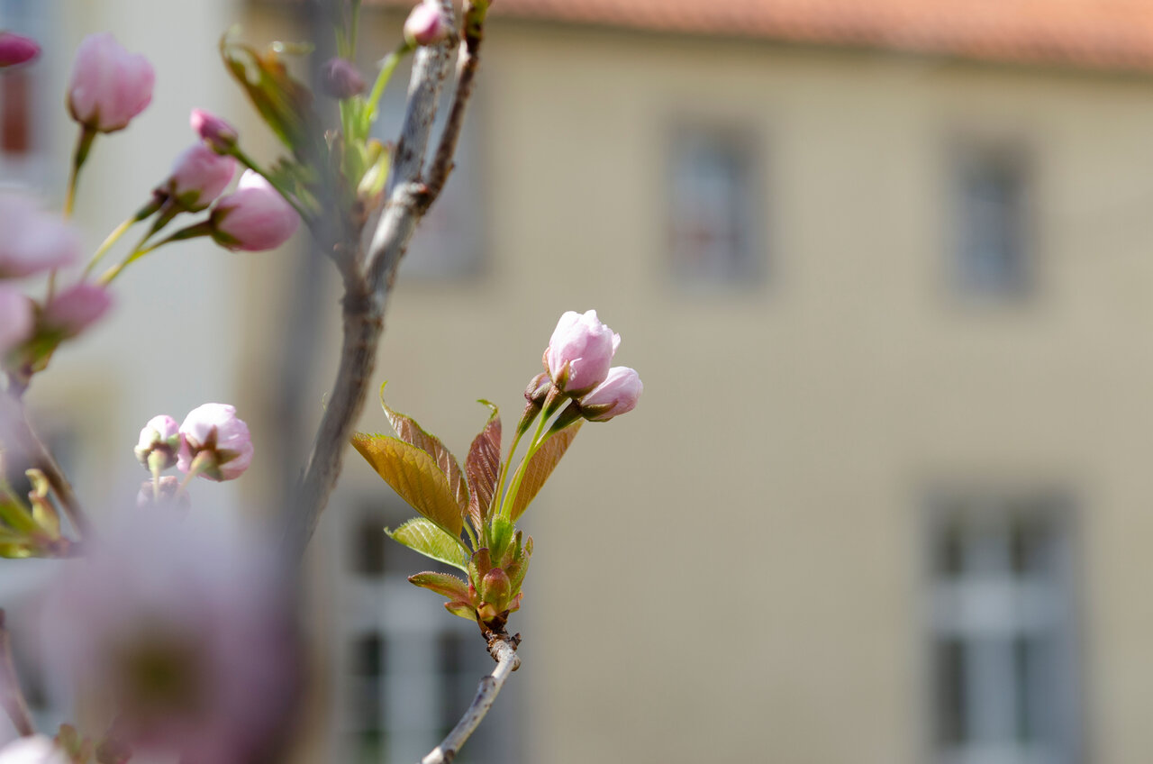 LÜCHTENHOF - Hofgarten - Knospen vor Altbau