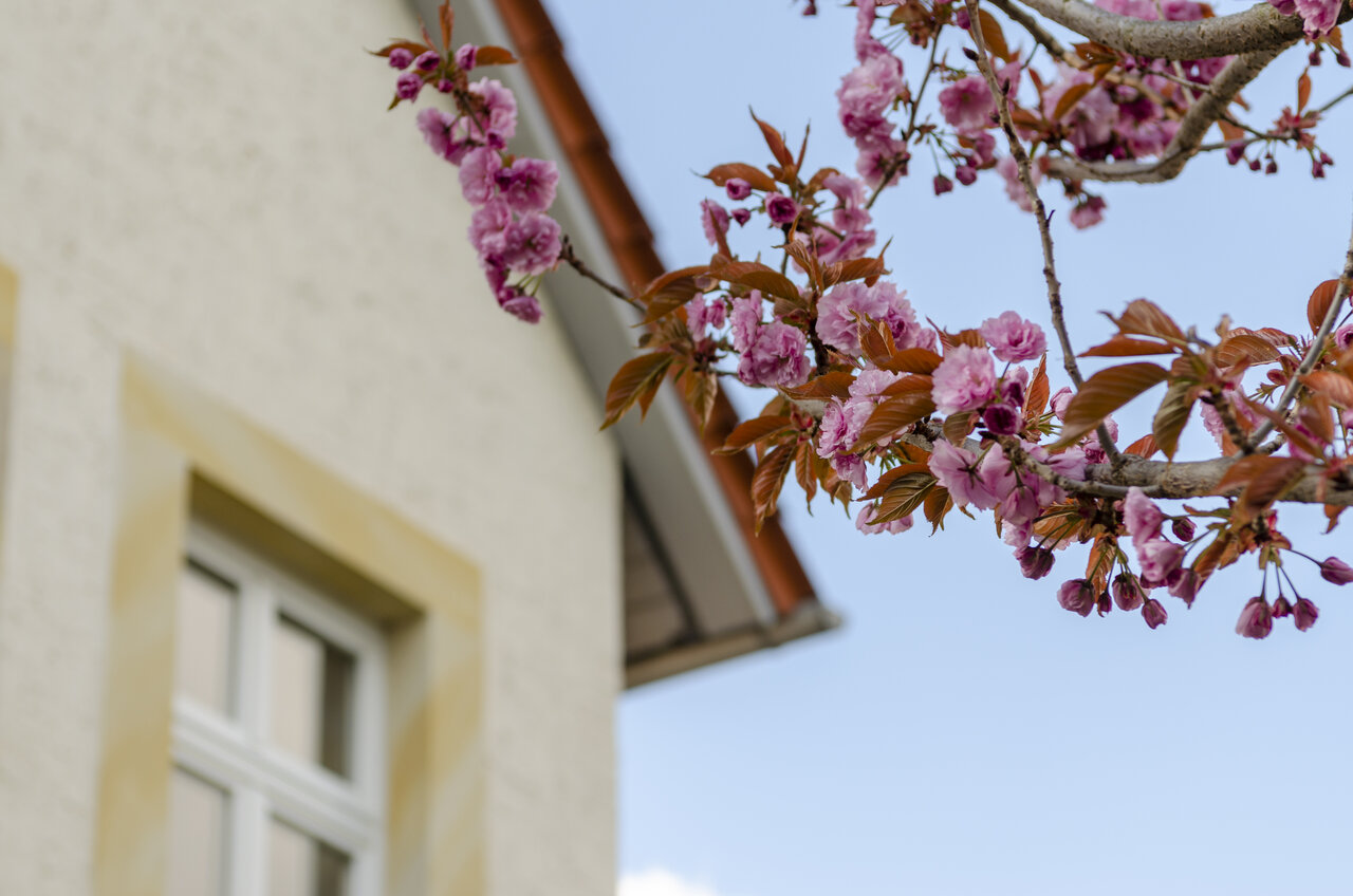 LÜCHTENHOF - Hofgarten - Knospen am Zweig vor Altbau