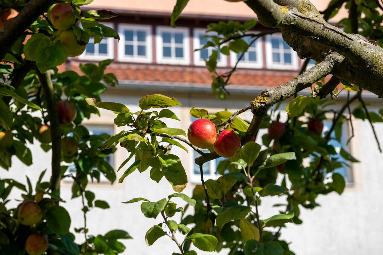 LÜCHTENHOF - Hofgarten - Apfelbaum vor Altbau