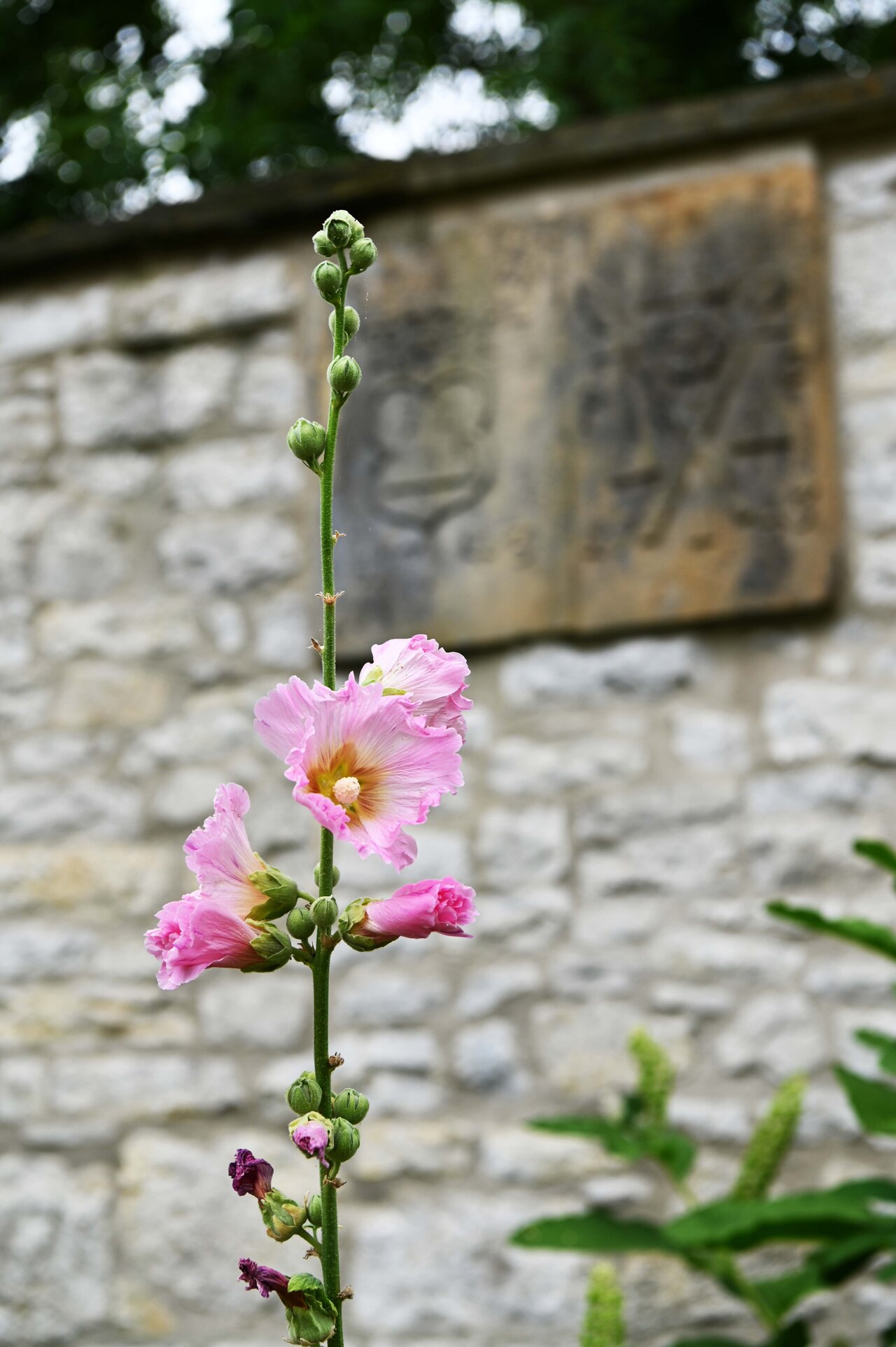 LÜCHTENHOF - Hofgarten - Rosafarbene Stockrosen vor Mauer