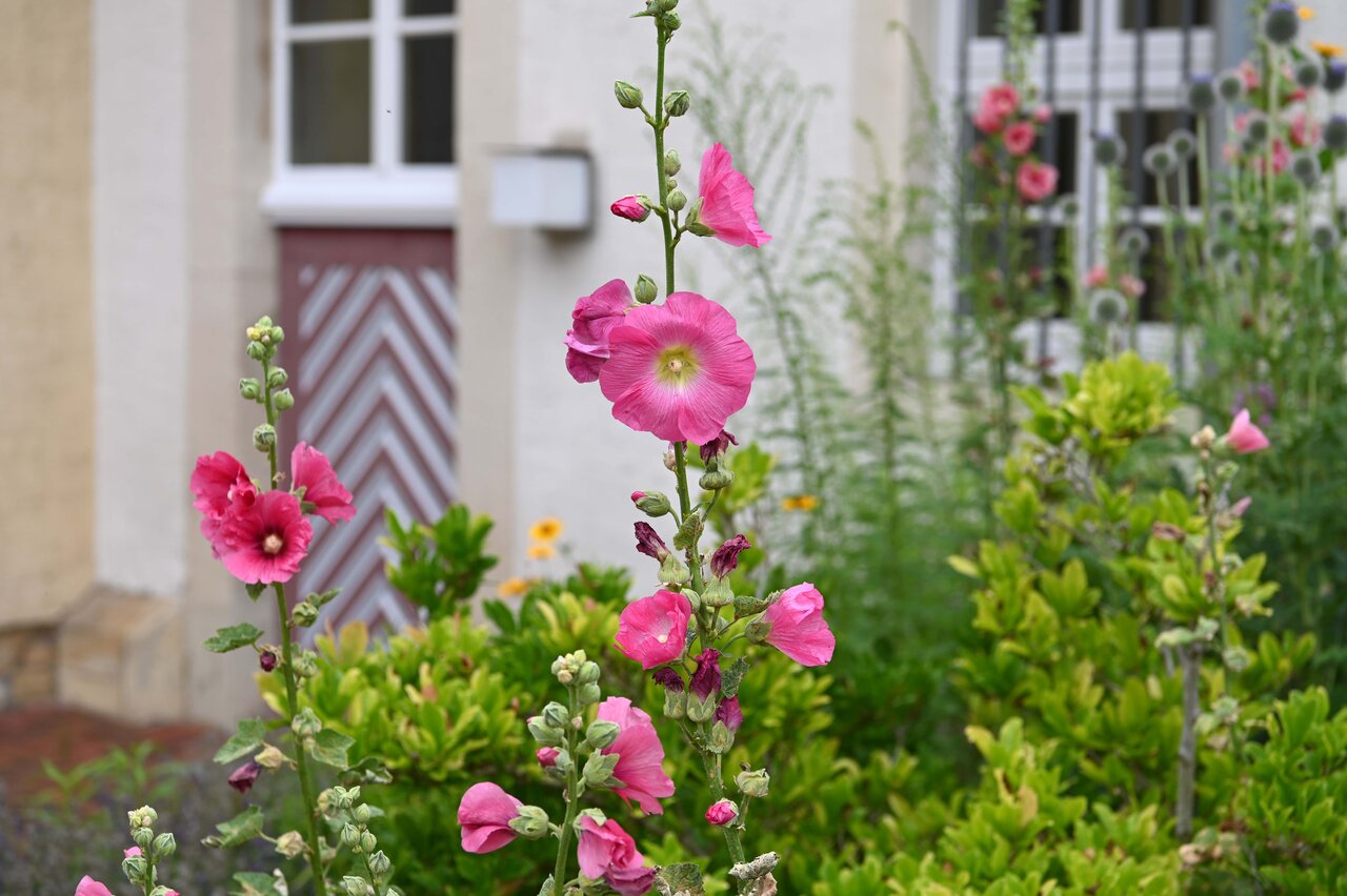 LÜCHTENHOF - Hofgarten - Pinke Stockrosen vor alter Tür