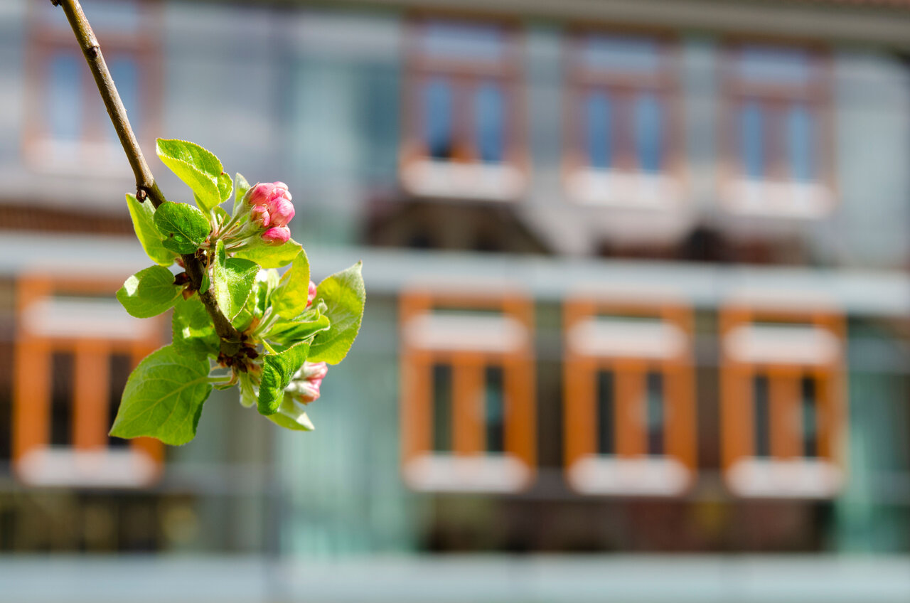 LÜCHTENHOF - Hofgarten - Zweige mit Knospen vor Neubau